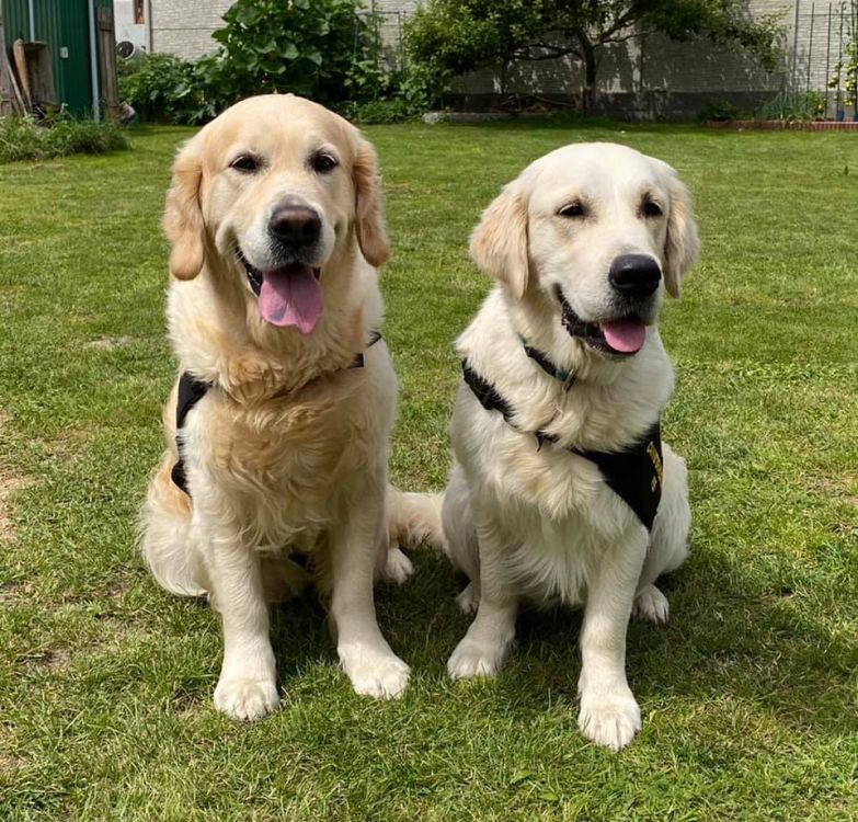 Golden Retriever CERTIFIED THERAPY DOGS